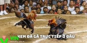 đá gà trực tiếp 88