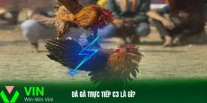 đá gà trực tiếp c3