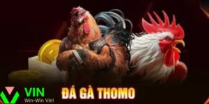 Đá gà trực tiếp Thomo