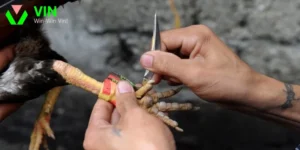 Đá gà cựa dao trực tiếp