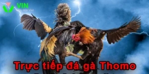 Đá gà trực tiếp Thomo 88