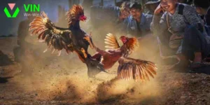Trực tiếp đá gà C3